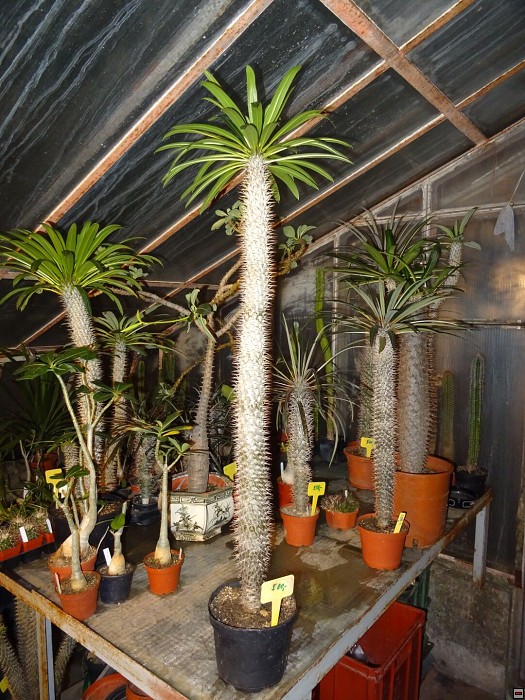 Pachypodium lamerei-ukázka.jpg